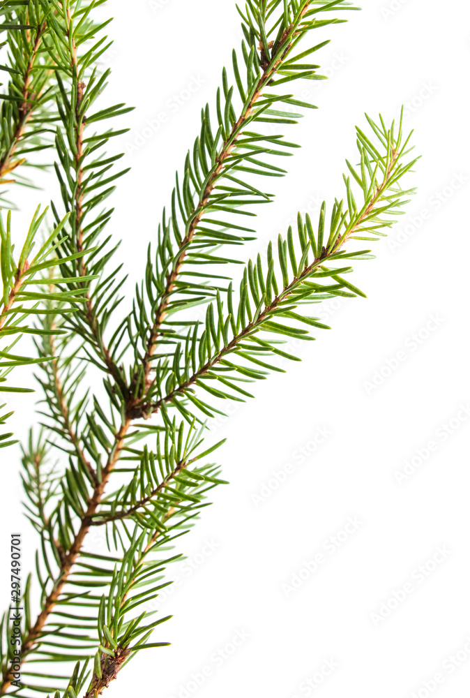 Green needles on a Christmas tree branch Green needles on a Christmas tree branch