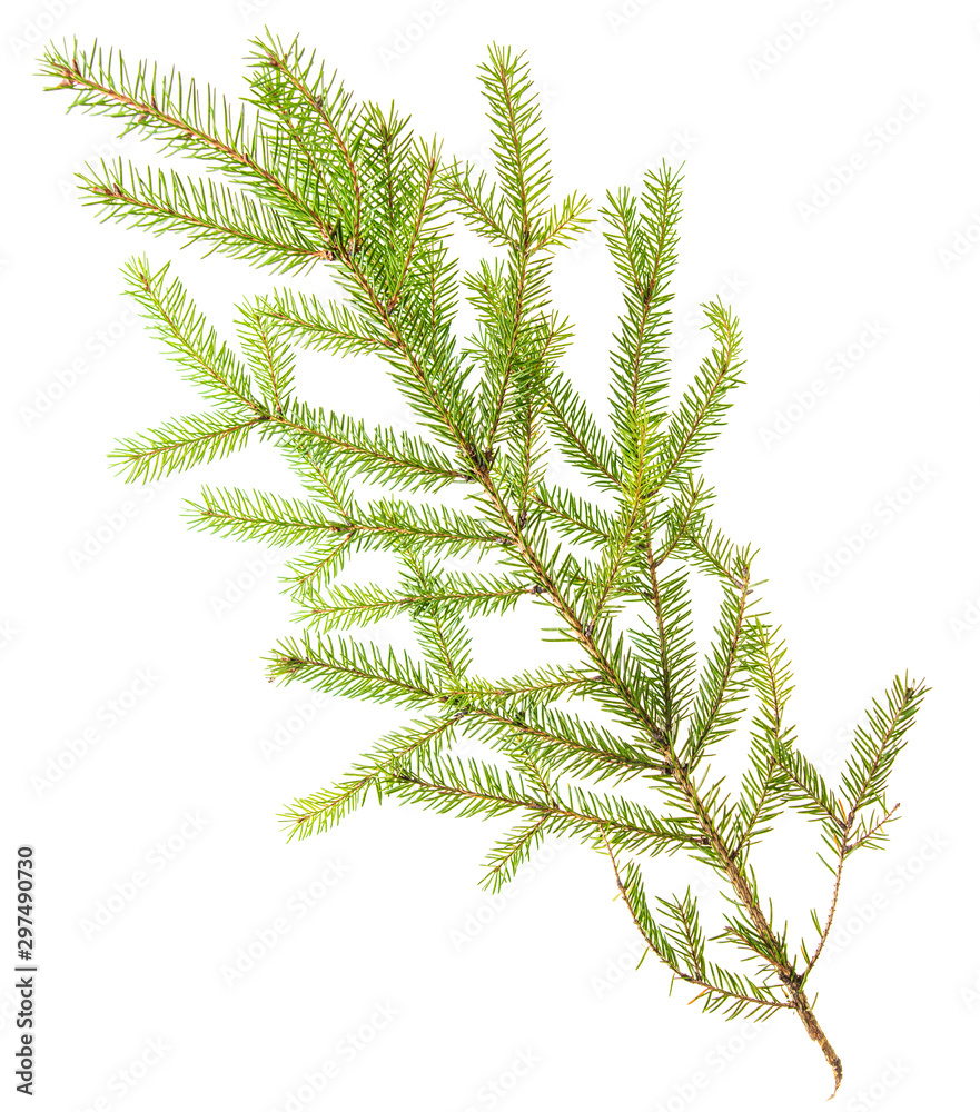 Green needles on a Christmas tree branch Green needles on a Christmas tree branch