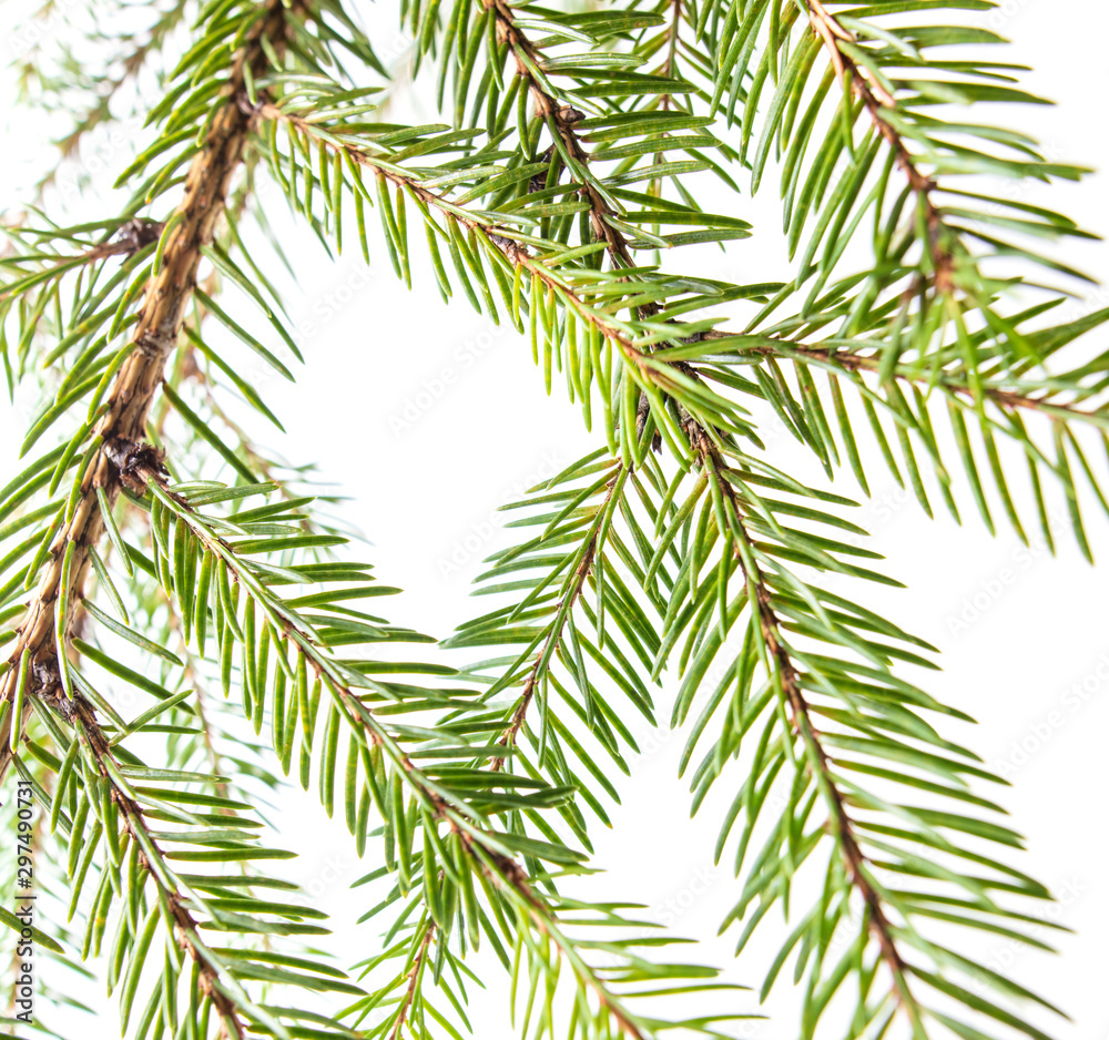 Green needles on a Christmas tree branch