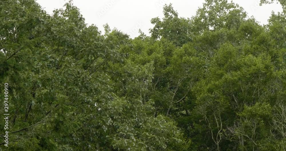 Wind tosses forest trees in Pennsylvania Wind tosses forest trees in Pennsylvania