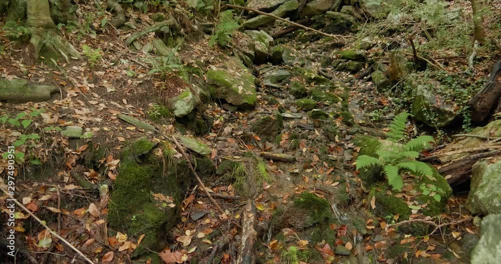 Water trickes down hillside full of trees, leaves, branches Water trickes down hillside full of trees, leaves, branches