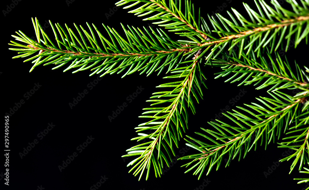 Fototapeta premium Green needles on a Christmas tree branch