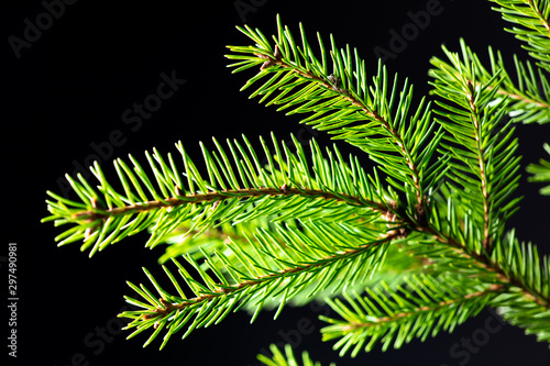 Green needles on a Christmas tree branch