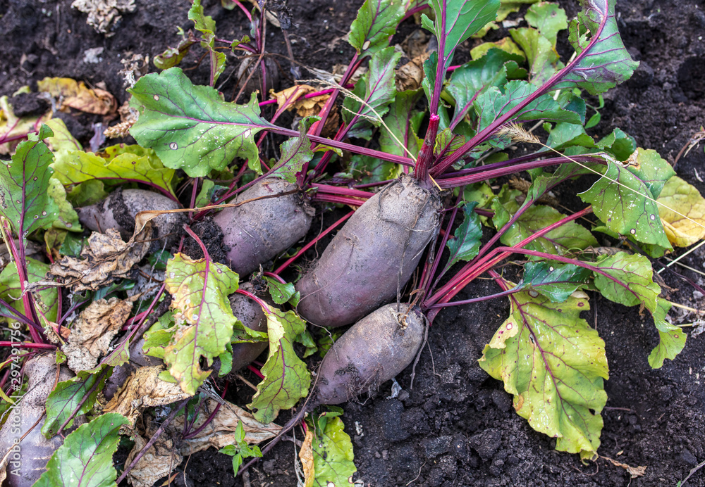 Naklejka premium Harvest of red beets in the garden