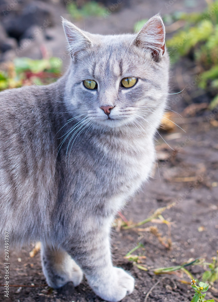 Portrait of a cat on the nature Portrait of a cat on the nature