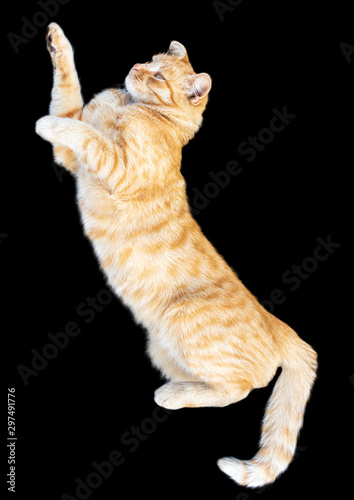 Red cat is isolated on a black background