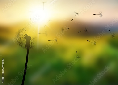 Close up of grown dandelion and dandelion seeds isolated on  background