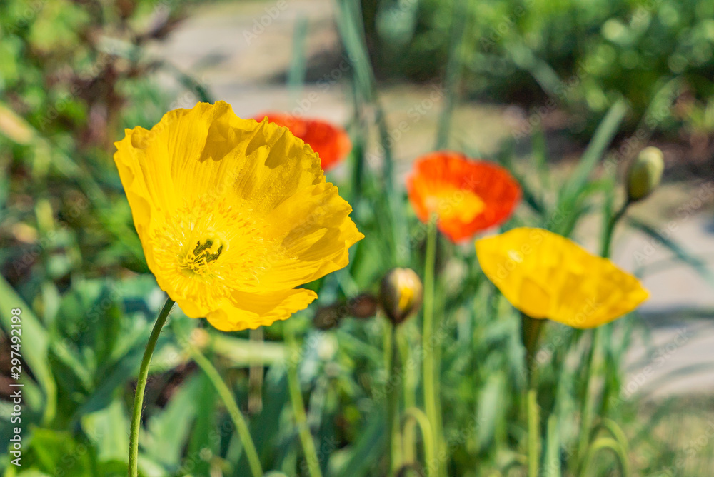 Obraz premium 黄色いポピーの花