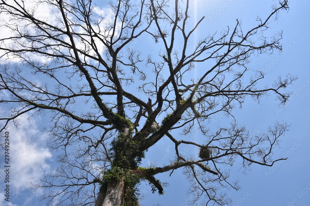 Dries tree on hill in summer with the blue sky Dries tree on hill in summer with the blue sky