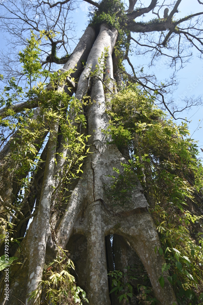 Fototapeta premium Dries tree on hill in summer with the blue sky