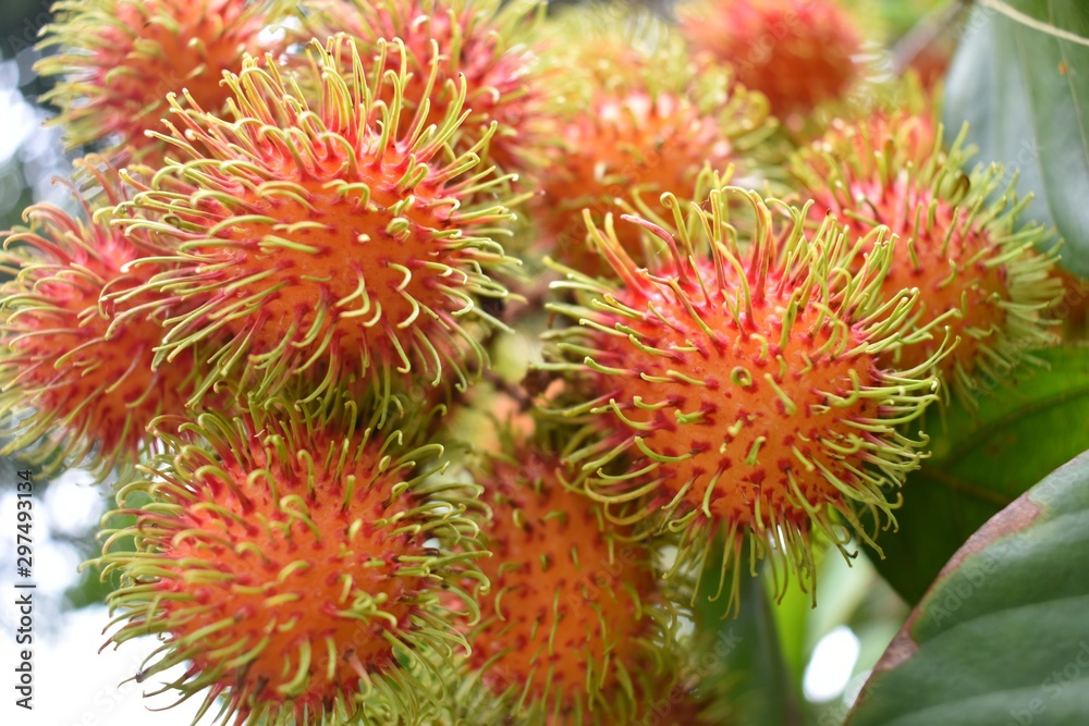 Rambutan ripe on the branches of rambutan trees Rambutan ripe on the branches of rambutan trees
