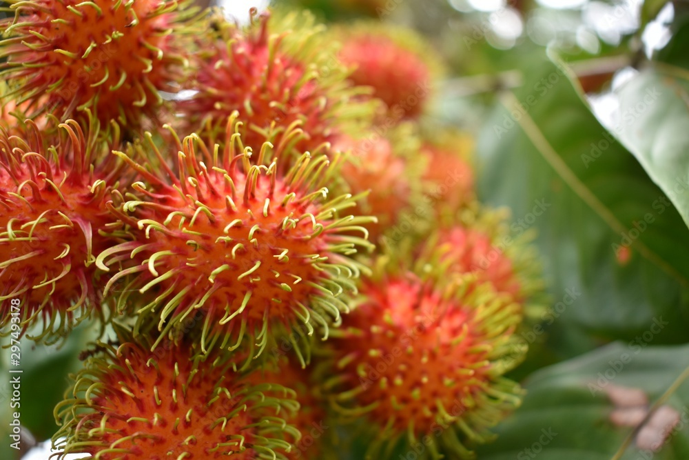 Rambutan ripe on the branches of rambutan trees Rambutan ripe on the branches of rambutan trees