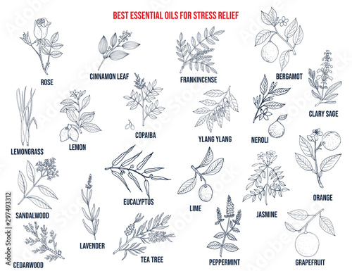 Best essential oils for stress relief