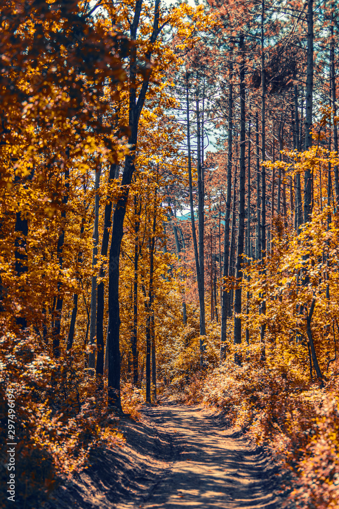 Fototapeta premium colorful autumn forest background