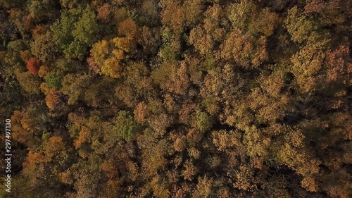 Wallpaper Mural Aerial top view of autumn trees in forest background, Caucasus, Russia. Coniferous and deciduous trees. Torontodigital.ca