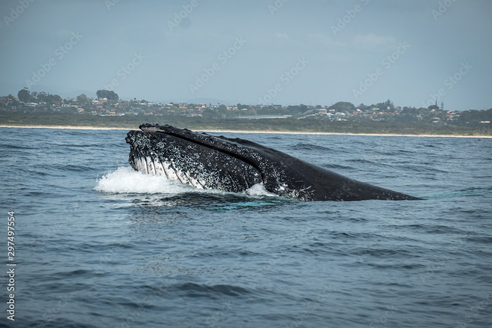Fototapeta premium Mother whale teaching her calf to feed