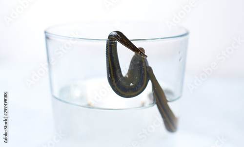 Hirudotherapy. medical leeches in a glass in water photo