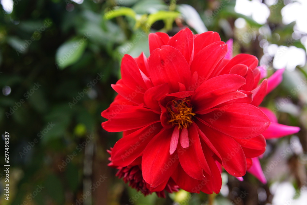 Sehr schöne Blüte in knalligen Farben Sehr schöne Blüte in knalligen Farben