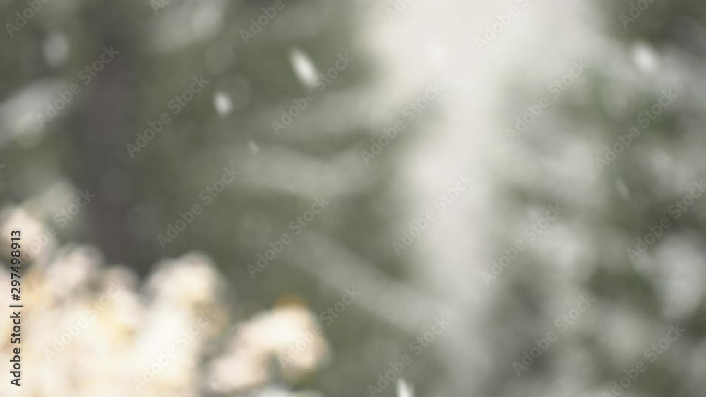 snow falling at the fir trees branches snow falling at the fir trees branches
