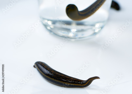 hirudotherapy, medical leech on a white background