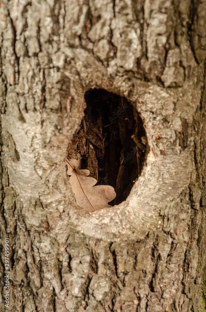 Hollow in the tree. Hole with dry oak leaf in tree trunk