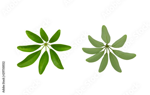 Green leaves pattern, Dwarf Umbrella Tree or Schefflera arboricola,isolated on white background photo