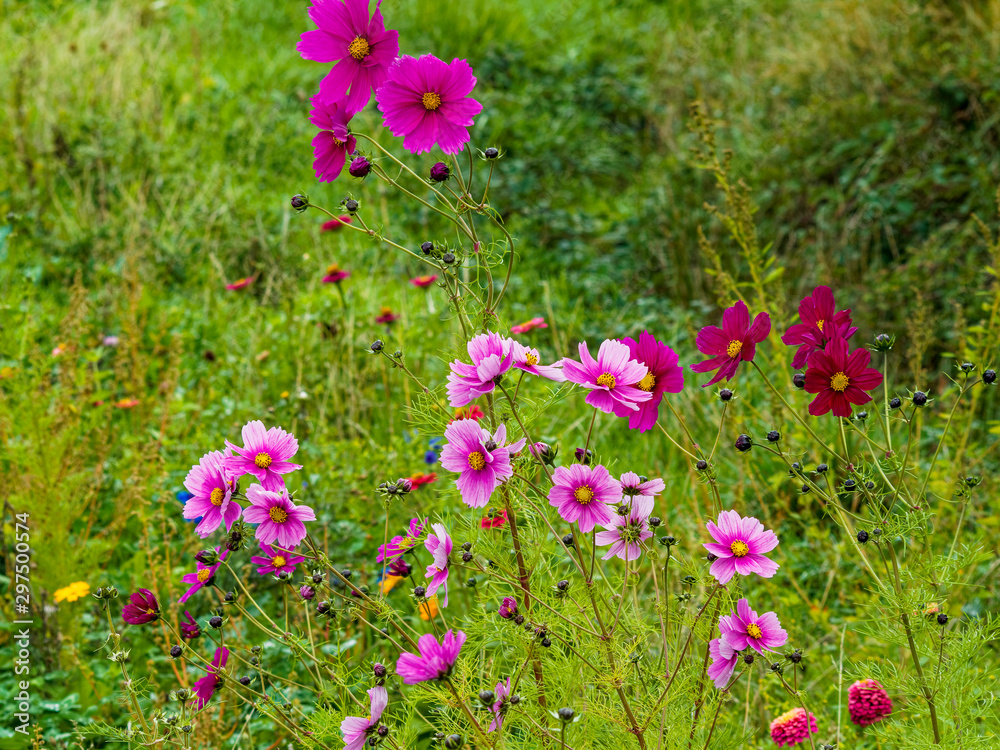 Obraz premium A field filled with windflowers and colorfull Mexican or garden cosmos (Cosmos bipinnatus) in shades of pink and purple blossom