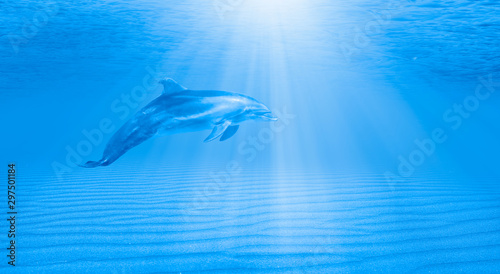 A dolphin swimming underwater in the blue tropical sea