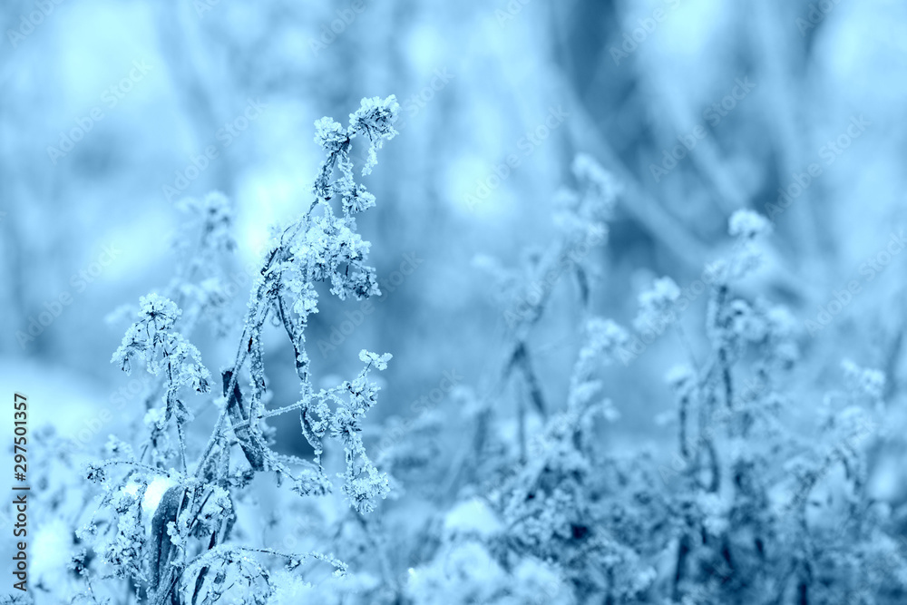 Dry grass covered with hoarfrost and snow on a winter day close-up. Nature background, blue color toned Dry grass covered with hoarfrost and snow on a winter day close-up. Nature background, blue color toned