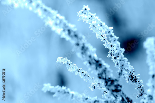 Dry grass covered with hoarfrost and snow on a winter day close-up. Nature background, blue color toned © Talulla