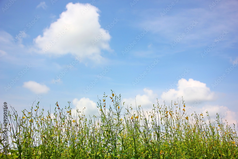 the beautifu sky with white cloud .beatuiful cloud scape background.