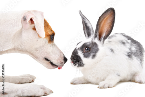 Lovely dog Jack Russell Terrier and cute rabbit together isolated on a white background