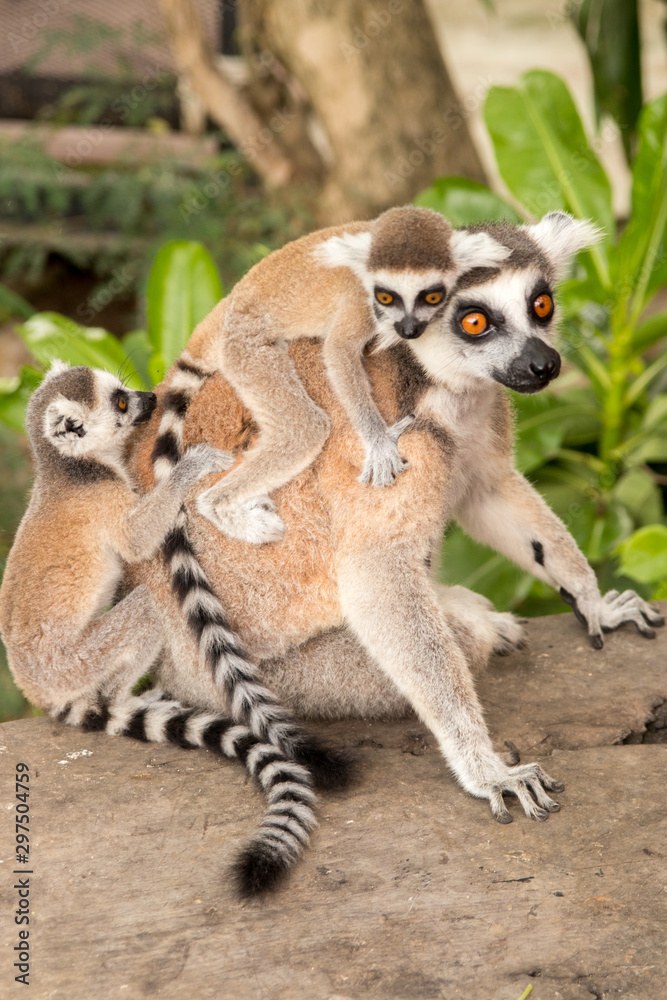 Fototapeta premium Lemur with babes on back at Khao Kheow Zoo, National Park of Thailand