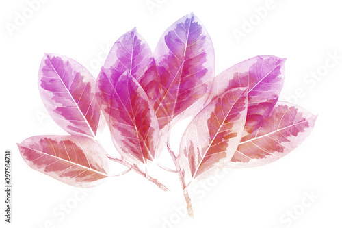 colorful leaves pattern gradient color autumn leaf isolated on white background