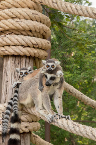 Lemur with babes on back at Khao Kheow Zoo, National Park of Thailand photo