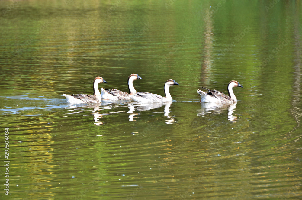 Fototapeta premium Goose swimming in the Huai Bong Resort, Nakhon Ratchasima