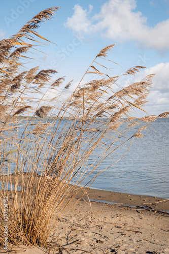 Fototapeta Naklejka Na Ścianę i Meble -  Dry grass reed on the shore of the Curonian lagoon