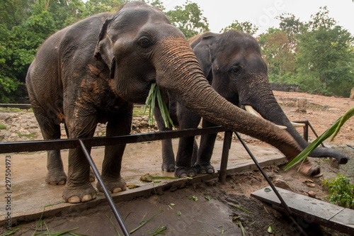 Elephants at Khao Kheo Zoo, National Park of Thailand photo