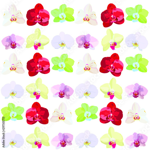Orchid flowers of different colors and different shapes. Set of different flowers of orchids.