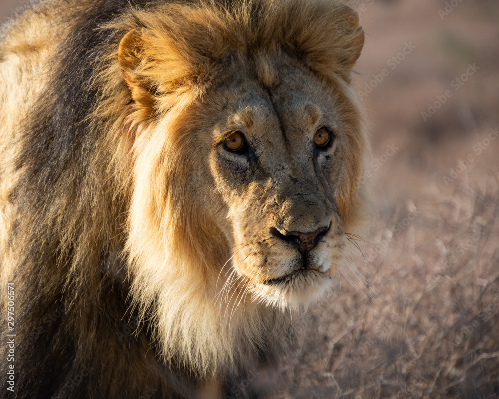 Black-maned Lion Black-maned Lion