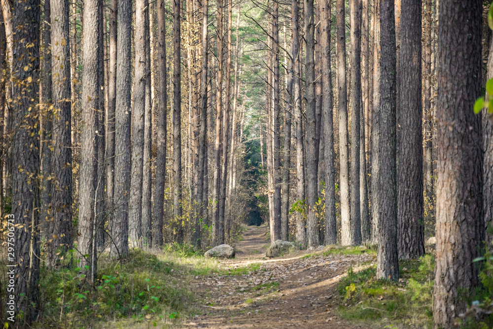 Fototapeta premium Autumn in Lithuanian forests