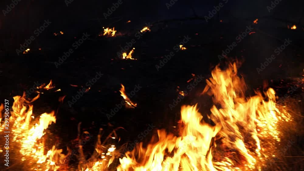 Forest fire. Fire destroys trees and forest animals. Fires in the forests of the Amazon and Siberia, Australia. Catastrophe. Green lungs of the planet. Destroyed flora and fauna. Global warming. Forest fire. Fire destroys trees and forest animals. Fires in the forests of the Amazon and Siberia, Australia. Catastrophe. Green lungs of the planet. Destroyed flora and fauna. Global warming.