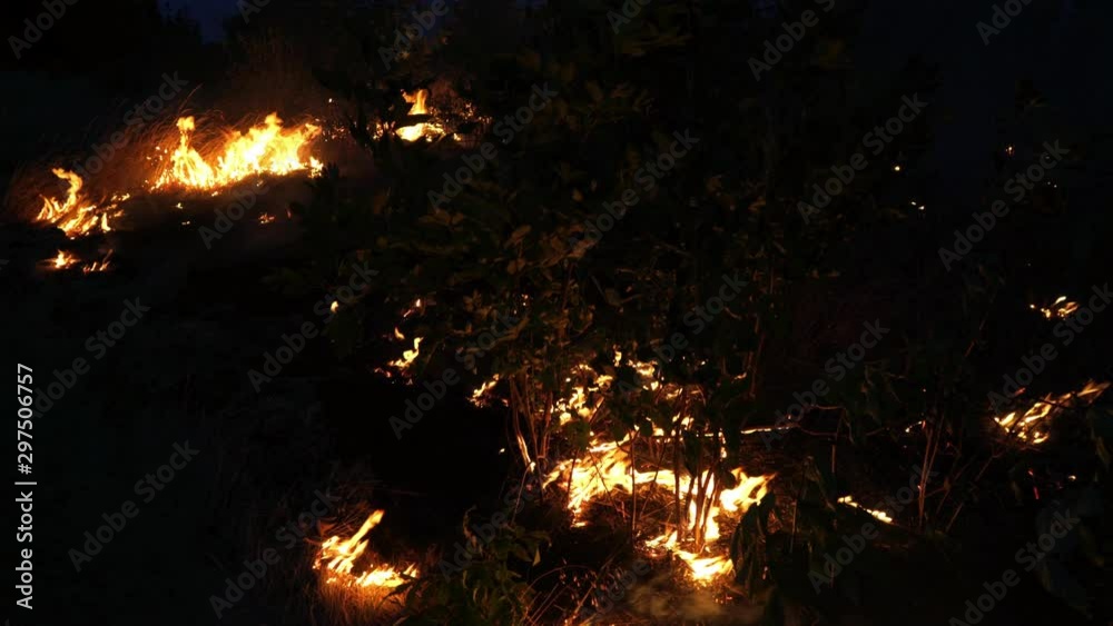 Forest fire. Fire destroys trees and forest animals. Fires in the forests of the Amazon and Siberia, Australia. Catastrophe. Green lungs of the planet. Destroyed flora and fauna. Global warming. Forest fire. Fire destroys trees and forest animals. Fires in the forests of the Amazon and Siberia, Australia. Catastrophe. Green lungs of the planet. Destroyed flora and fauna. Global warming.
