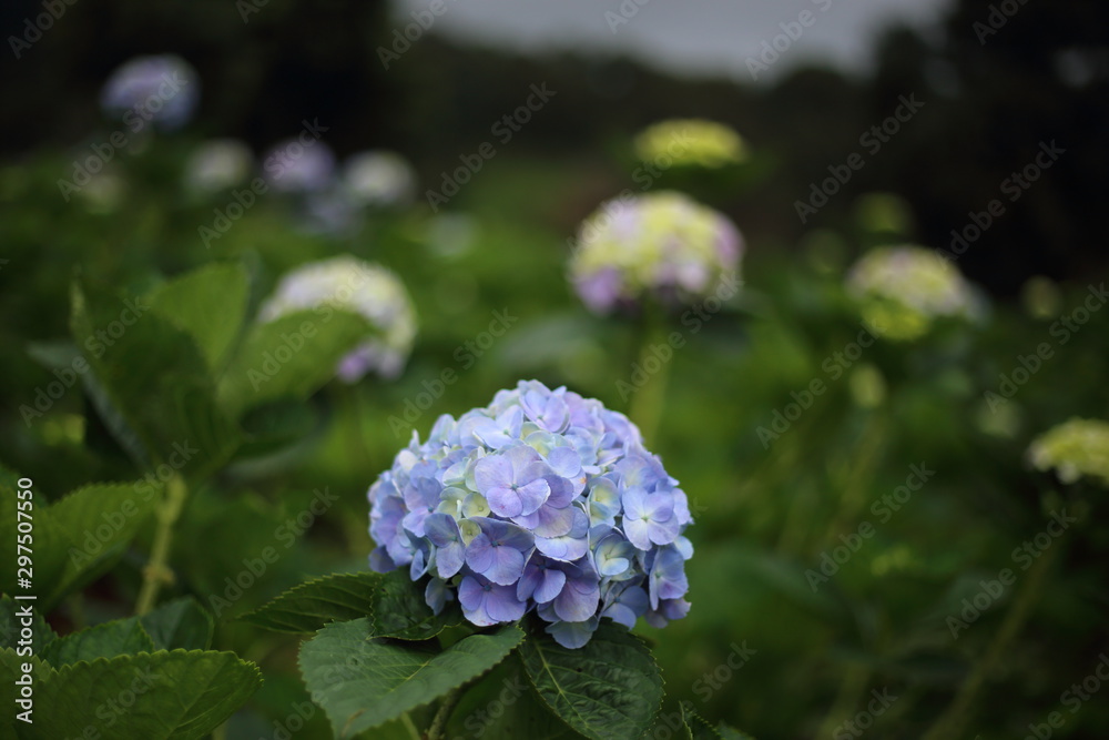 Hydrangea flowers in Chiang Mai ,Thailand Hydrangea flowers in Chiang Mai ,Thailand