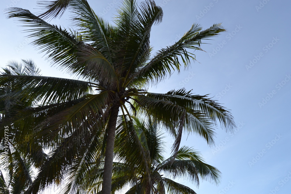 cocunt tree thailand 2015 cocunt tree thailand 2015