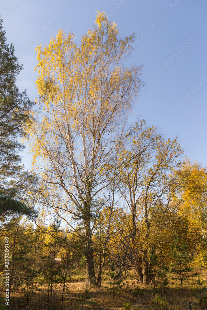 landscape with a birch