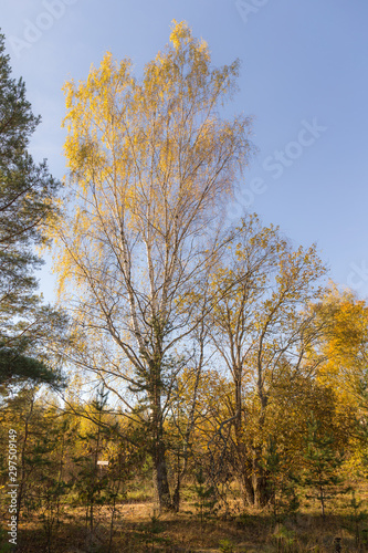 landscape with a birch