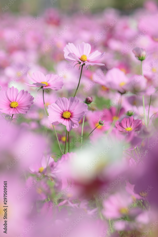 Obraz premium 咲き誇るコスモス