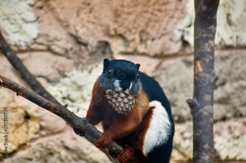 Asian tricolor squirrel sits on a branch with a fir-cone in his mouth photo