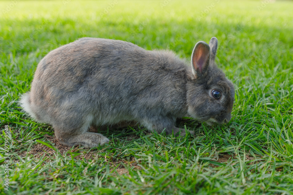 A gray rabbit plucks green grass on the lawn in the park A gray rabbit plucks green grass on the lawn in the park